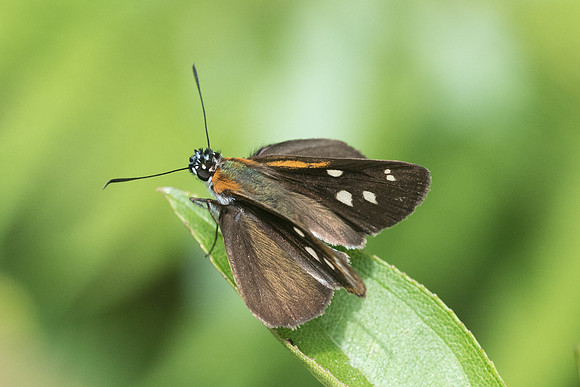 Vettius coryna
