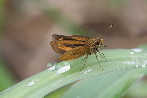 Vinpeius tinga