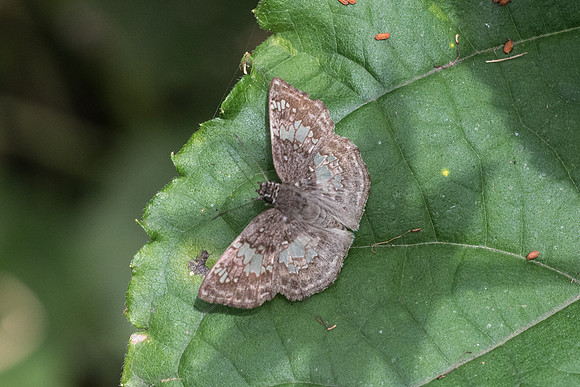 Xenophanes tryxus