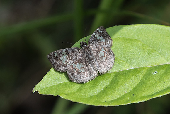 Xenophanes tryxus