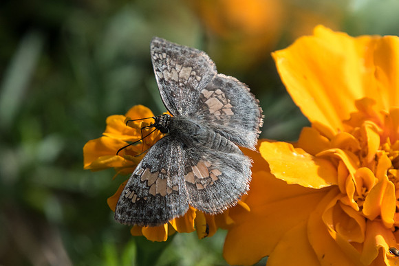 Xenophanes tryxus
