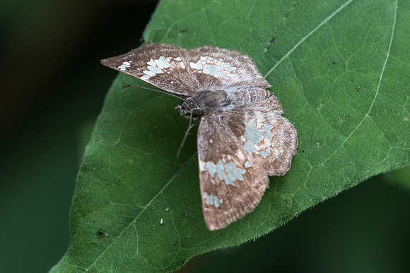 Xenophanes tryxus