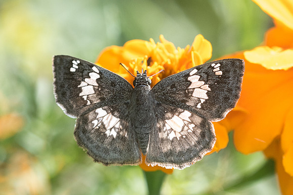 Xenophanes tryxus
