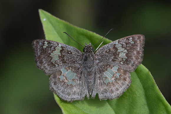Xenophanes tryxus