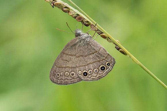 Hermeuptychia hermes