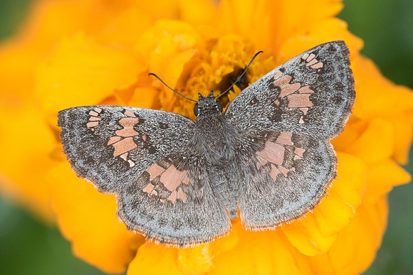 Xenophanes tryxus