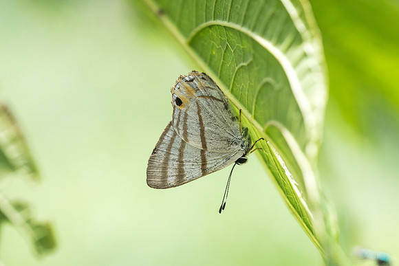 Euselasia corduena
