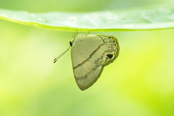 Euselasia crinon