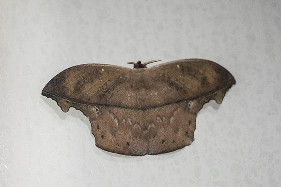 Oxytenis naemia