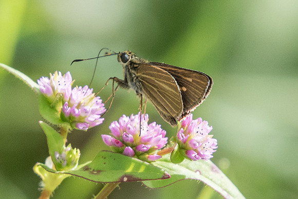 Parphorus ira