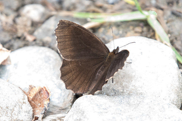 Panyapedaliodes drymaea