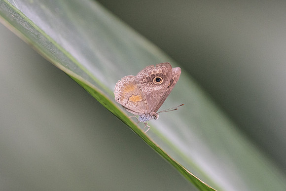 Perophthalma tullius