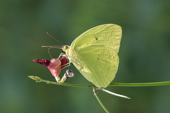 Phoebis sennae marcellina