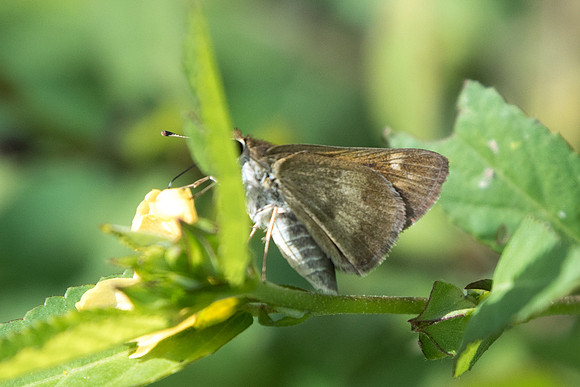 Polites vibex