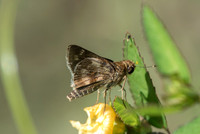 Pompeius pompeius