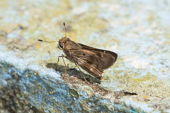 Nyctelius nyctelius nyctelius