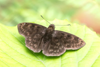 Nisoniades sp