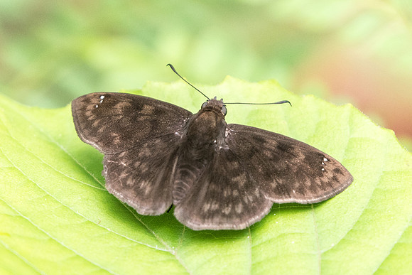 Nisoniades sp