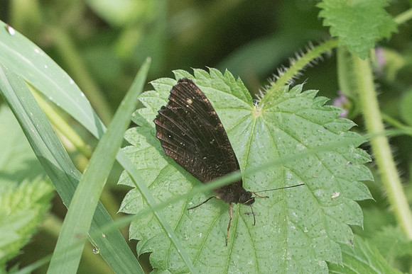Praepronophila perperna