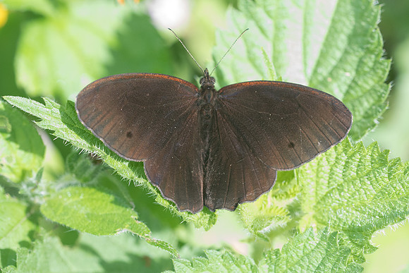 Praepronophila perperna