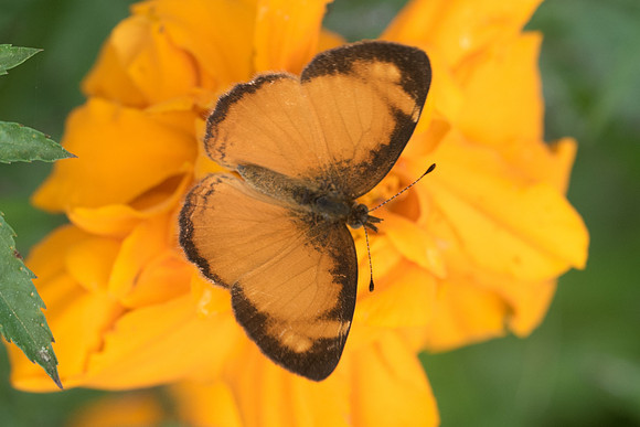 Tegosa claudina