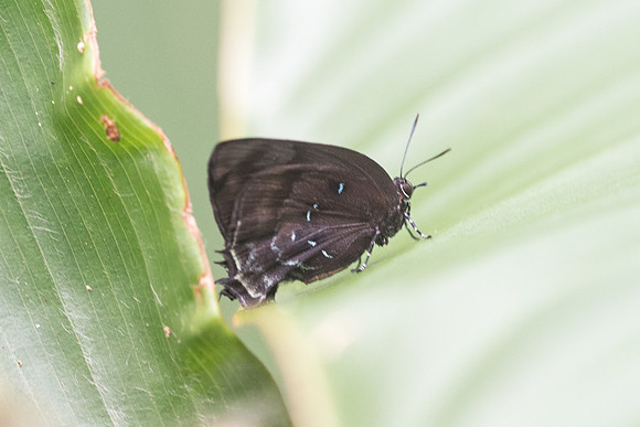 Theritas phegeus