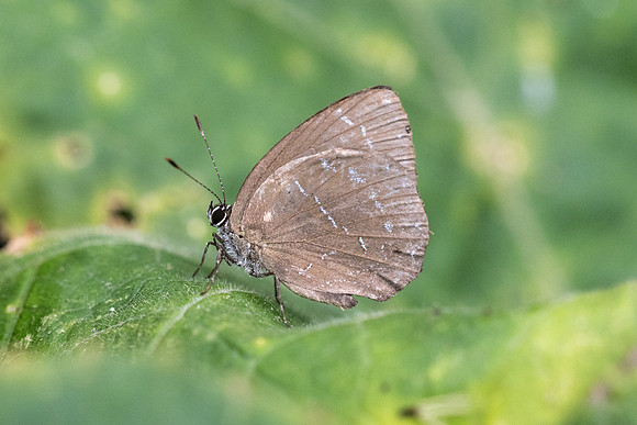 Timaeta timaeus