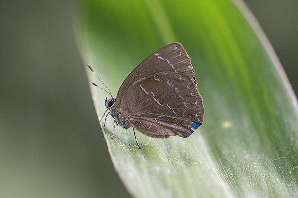 Timaeta timaeus
