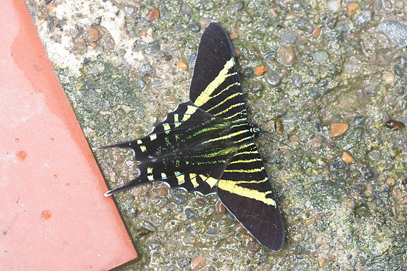 Urania fulgens