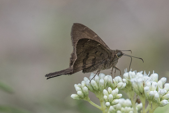 Urbanus simplicius - Salento - Mai 2019
