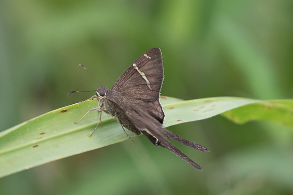 Urbanus teleus