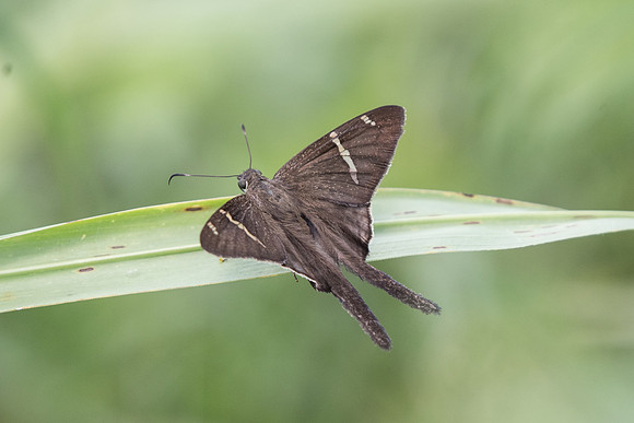 Urbanus teleus