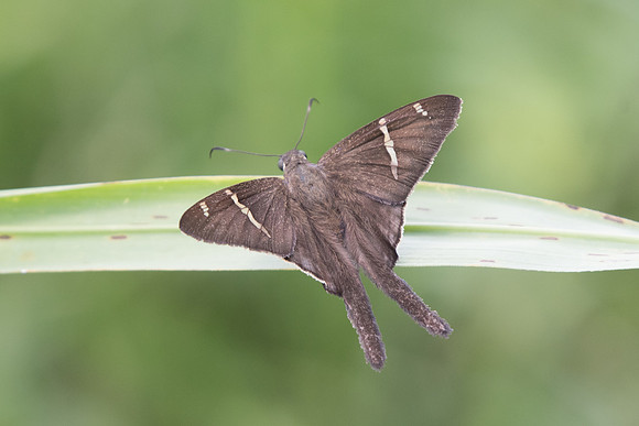 Urbanus teleus