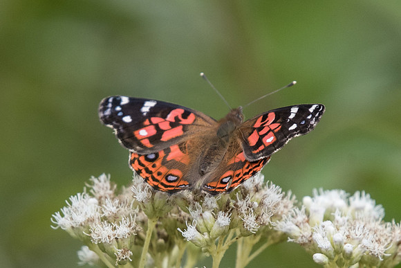 Vanessa braziliensis
