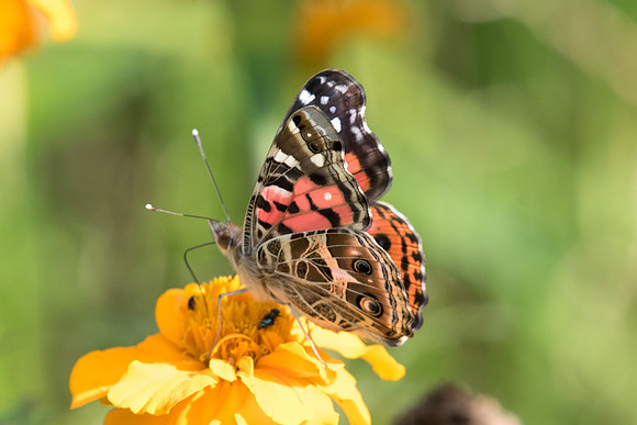 Vanessa braziliensis