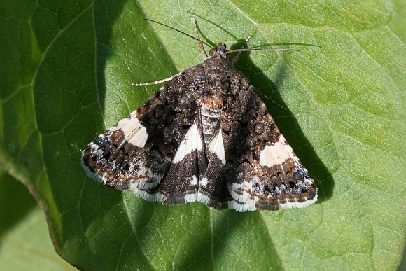 Tyta luctuosa - Orly sur morin - 16/05/20