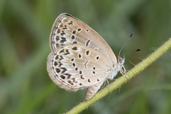 Zizeeria maha -5788 - Chom Thong - 25/03/24