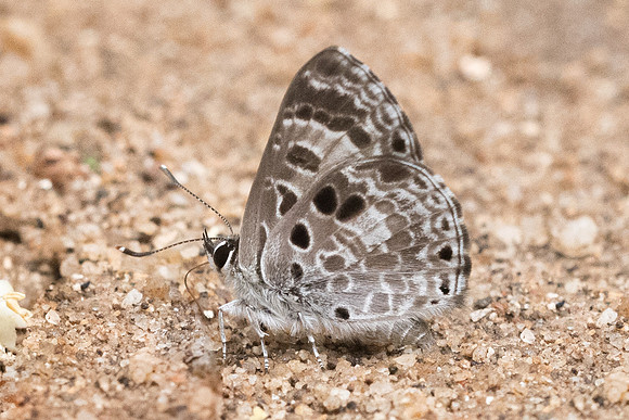 Niphanda asialis-4364 - Chiang Dao - 12/03/23