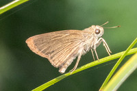 Baoris farri id--6247 - Doi Suthep - 28/03/25