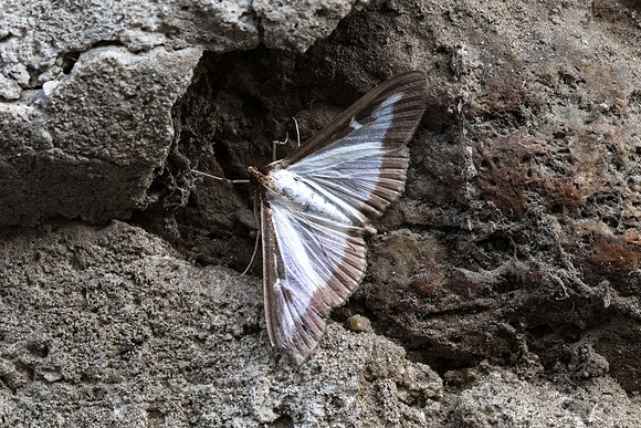 Cydalima perspectalis