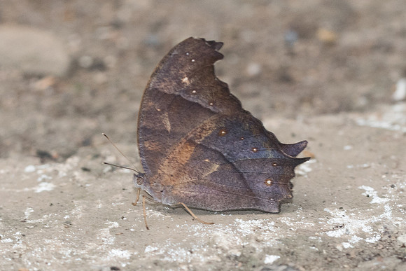 Melanitis phedima-3727 - Chiang Rai - 20/11/23