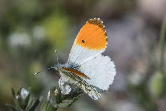 Anthocharis cardamines-8715 - Route Paranestiou Sidironerou - 15/04/22