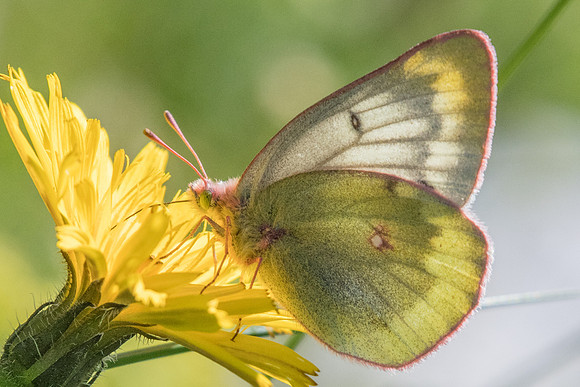 Colias phicomone-5305 - Nevache - 21/07/22
