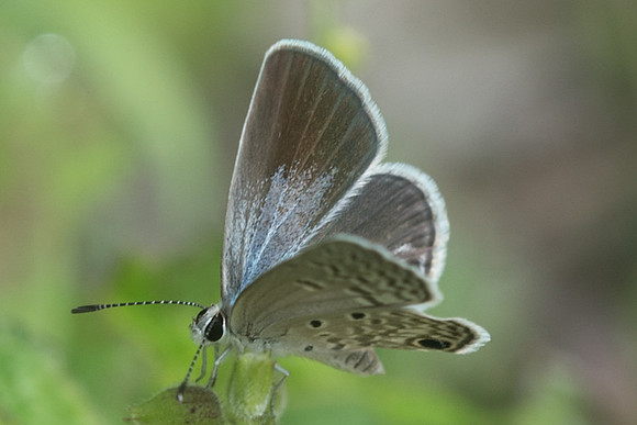 Echinargus huntingtoni hannoides-1233
