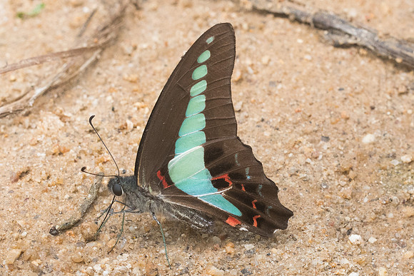 Graphium sarpedon-8517 - Koh Samui - 16/03/23