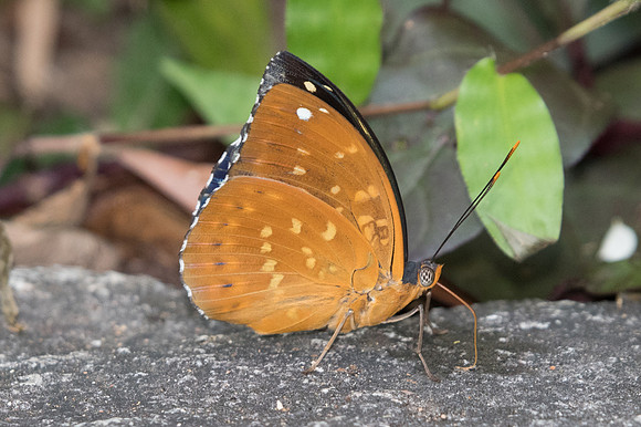 Lexias pardalis jadeitina-1121 - Doi-Suthep - 13/11/23