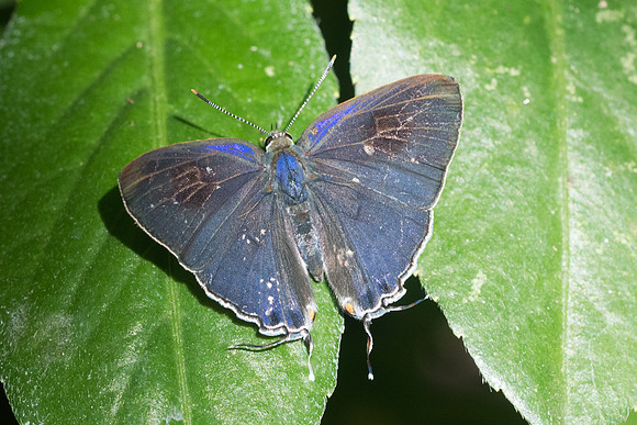 Hypolycaena erylus-1426 - Chiang Dao - 16/11/23