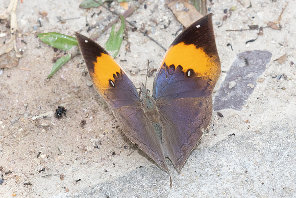 Kallima inachus-6493