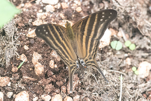 Marpesia chiron-2229
