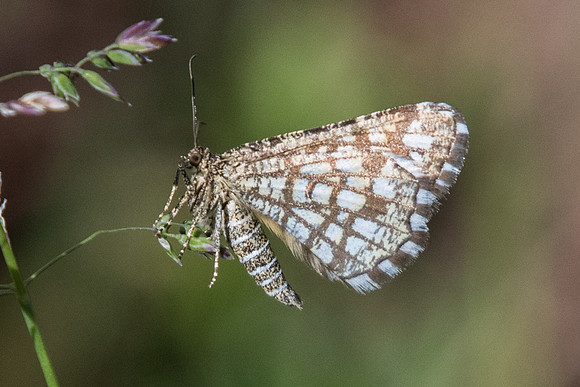 Chiasma clathrata - Fontainebleau